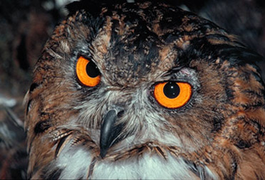 bubo